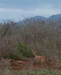 Steenebok ewe