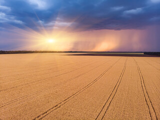 Aerial view on impressive thunderstorm over wheat field at sunset.