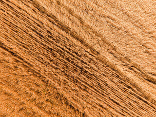 Aerial view of wheat field with tractor tracks. Farm from drone view.
