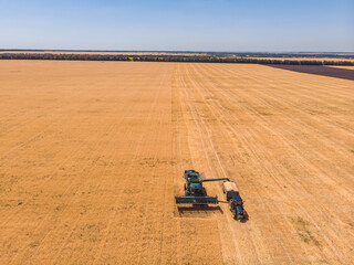 Harvester machine working in field . Combine harvester agriculture machine harvesting golden ripe wheat field.