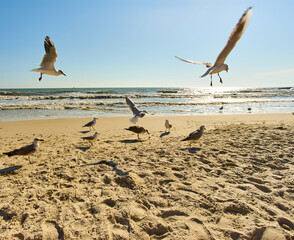 A flock of seagulls are flying in the air on the beach. Seagulls on the background of the beach on a sunny day.