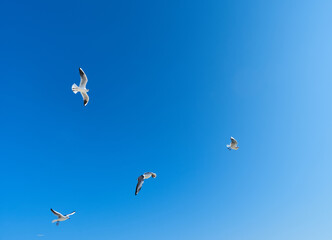 Flock of birds in sky