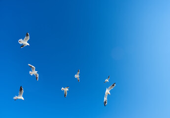 Close-up a group of large white seagulls soaring in the cloud blue sky. White wild birds flying against the sky.