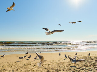 A flock of seagulls are flying in the air on the beach. Seagulls on the background of the beach on a sunny day.