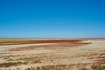 Fototapeta na wymiar steppe vegetation in place of the dried sea estuary, red grass
