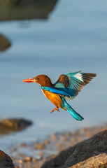 Beautiful blue and brown bird Kingfisher flying isolated on white background