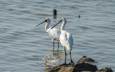 black-faced spoonbill and seagull foraging in wetland