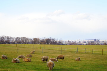 北海道 札幌 羊ヶ丘展望台