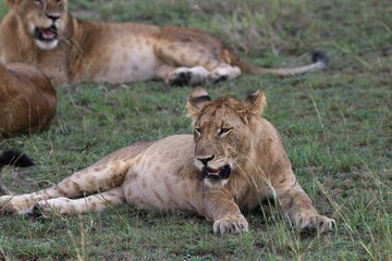 Lion family in Queen Elizabeth National Park - Uganda, Africa