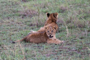 Lion family in Queen Elizabeth National Park - Uganda, Africa