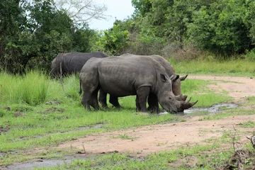 Schilderijen op glas southern white rhinoceros (Ceratotherium simum simum) - Ziwa Rhino Sanctuary, Uganda, Africa © Christian