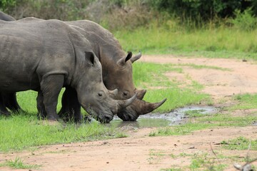 southern white rhinoceros (Ceratotherium simum simum) - Ziwa Rhino Sanctuary, Uganda, Africa