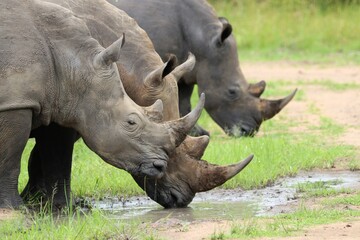 Fototapeta premium southern white rhinoceros (Ceratotherium simum simum) - Ziwa Rhino Sanctuary, Uganda, Africa