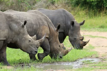 Zelfklevend Fotobehang southern white rhinoceros (Ceratotherium simum simum) - Ziwa Rhino Sanctuary, Uganda, Africa © Christian