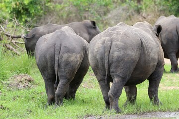 Fototapeta premium southern white rhinoceros (Ceratotherium simum simum) - Ziwa Rhino Sanctuary, Uganda, Africa