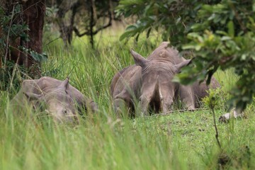 southern white rhinoceros (Ceratotherium simum simum) - Ziwa Rhino Sanctuary, Uganda, Africa