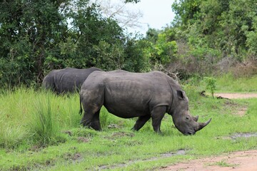 Fototapeta premium southern white rhinoceros (Ceratotherium simum simum) - Ziwa Rhino Sanctuary, Uganda, Africa