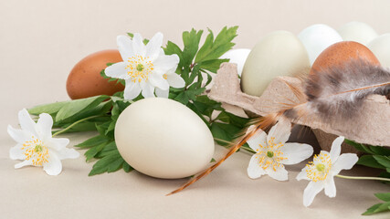 Fototapeta na wymiar Easter eggs and spring flowers of forest anemone. Organic chicken eggs in packaging with a bird feather on a beige background close-up.