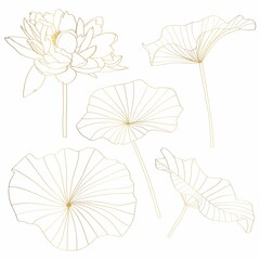 Set of hand drawn lotus flowers and leaves. Sketch floral botany collection in graphic golden style Bloomed. Hand drawn contour illustrations collection.