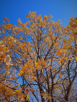 Tree crown in autumn season with blue sky somewere in Oravska Lesna.