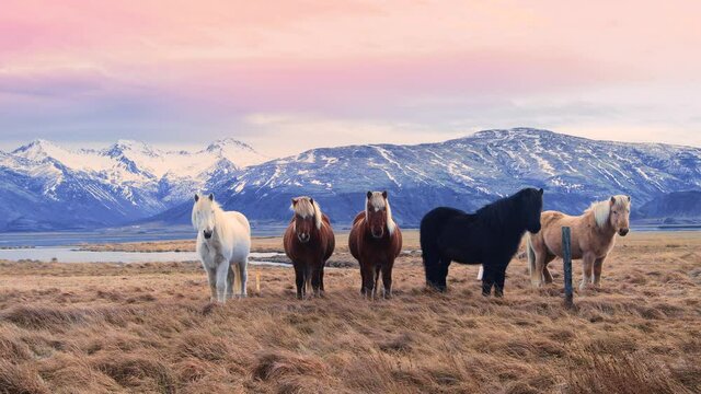 Icelandic horses, close-up, Icelandic stallion posing in a field surrounded by scenic volcanic nature of Iceland. Furry animals in the wild, Mountain landscape. Wildlife of the North