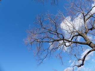 晴れ渡った冬空　青空　冬の琵琶湖畔の公園で