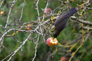 Merle &agrave; la pomme