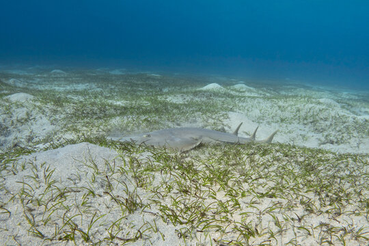 Halavi guitarfish (Glaucostegus halavi) on the sea bottom