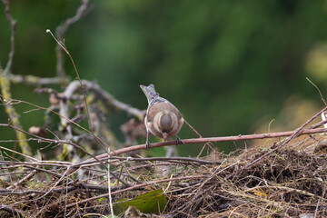 Pinson des arbres