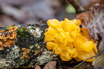 Champignons dor&eacute;s