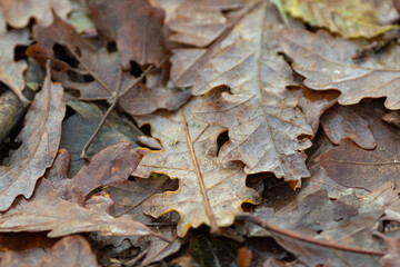 Feuilles mortes