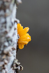 Champignons dor&eacute;s