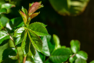 Young rose leaves with hiding aphids.