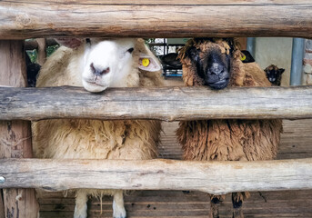 Cute sheep put their faces through the gap of the log cage