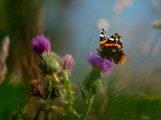 Papillon vulcain