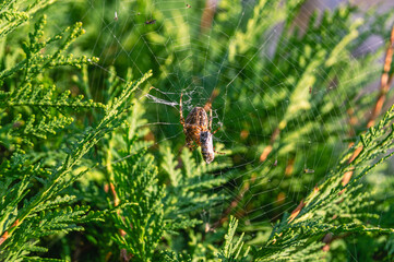 A large spider in a web hunts on the branches of a cypress tree. A large dark spider with prey....