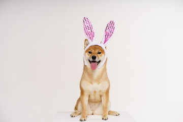 Portrait of cute red shiba on light background with pink bunny ears stuck out her tongue. A dog dressed as an easter bunny. Plush headband made of bunny ears on the head of a thoroughbred pet
