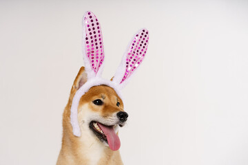 Portrait of cute red shiba on light background with pink bunny ears stuck out her tongue. A dog...