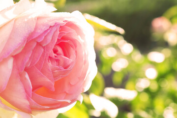 Beautiful pink rose in the park