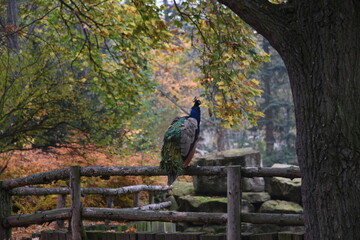 Portrait of a beautiful peacock. Nature, photo of wild animals. Peacock with a beautiful blossomed tail