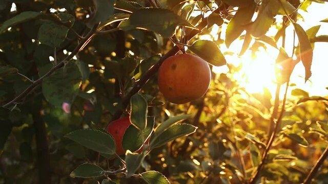 Red Apple hanging on branch of apple tree in orchard. Fruit Autumn harvest in garden. Organic food - Apples farm plant in nature at Sunset. 