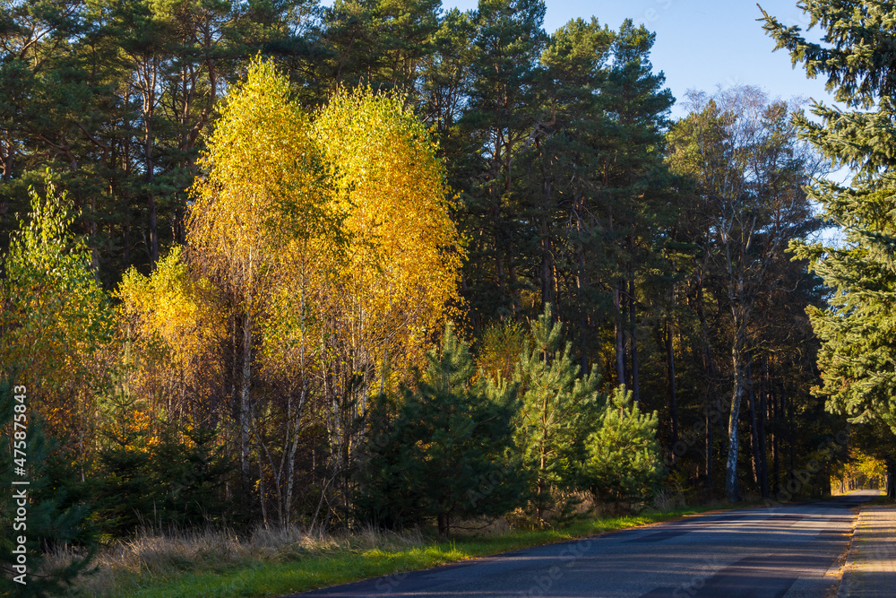 Wall mural Natural view of autumnal leaves on tree branches on the side of the road in the countryside