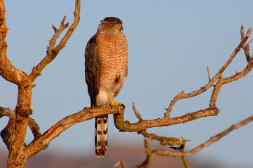 Young Cooper's hawk waking up from slumber.