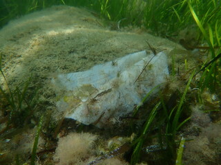 Plastic garbage underwater, Aegean Sea, Greece, Halkidiki. Sea pollution.