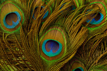 Macro peacock feathers,Peacock feather,Beautiful exotic peacock feather on white background with copy space. 