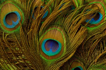 Keuken spatwand met foto Macro peacock feathers,Peacock feather,Beautiful exotic peacock feather on white background with copy space.  © banjongseal324