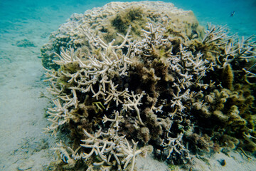 Fototapeta na wymiar coral life fish 