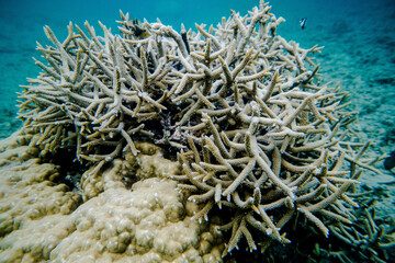 coral life fish 
