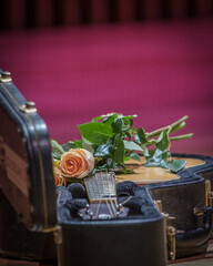 fresh roses on acoustic guitar strings