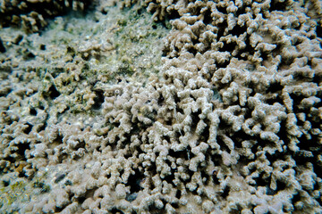 coral life fish 